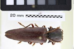 Foto (Dorsalansicht) von Anaissus girardii (NHMW-ZOO-COL-0008178)